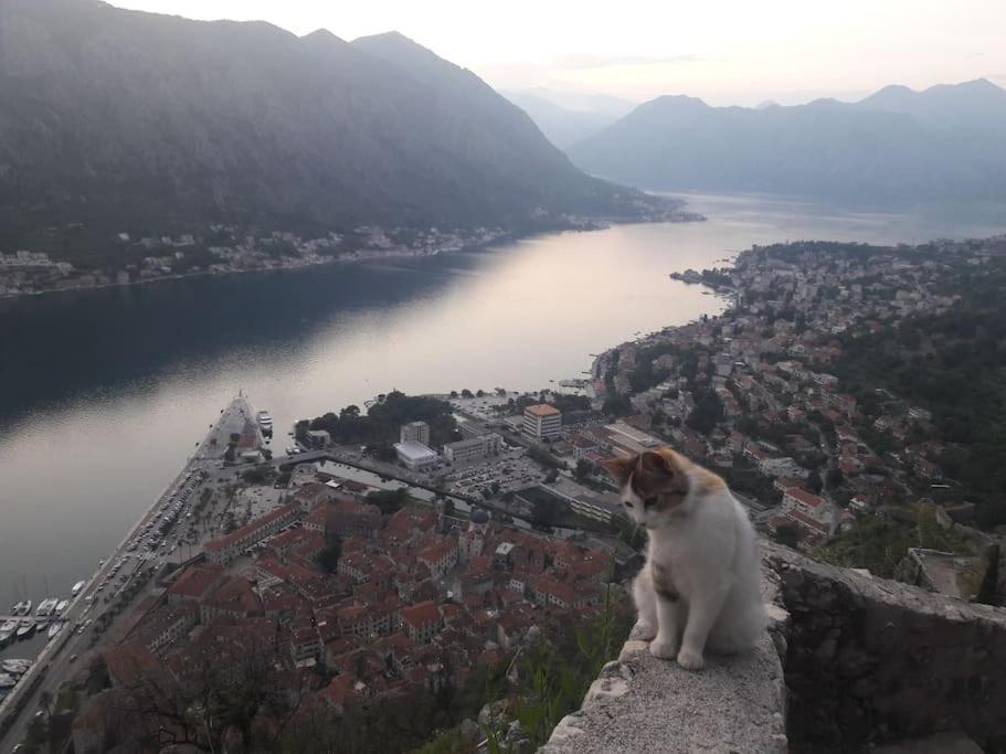 2Br Apartment With Pool Kotor Exterior foto